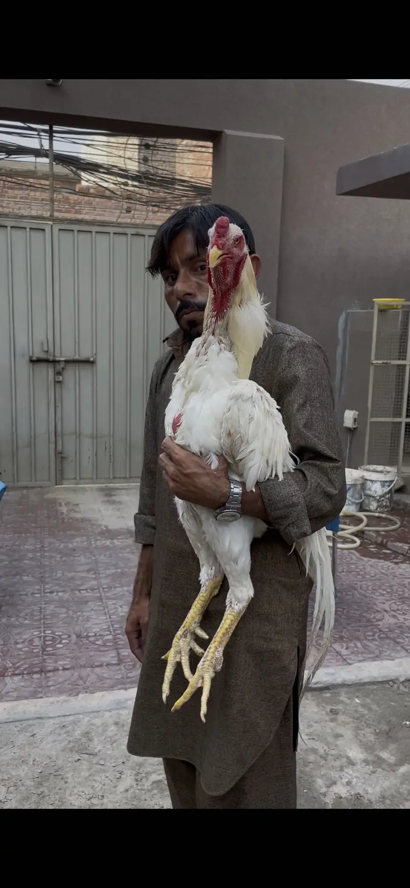 Pure paper white o shamo breeder — photo 2