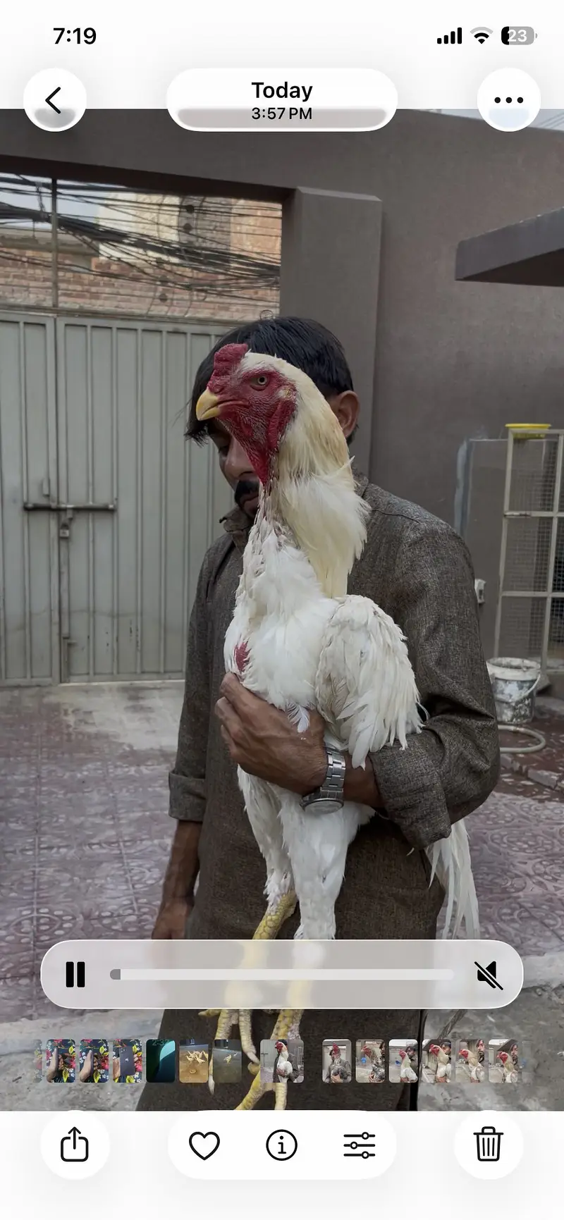 Pure paper white o shamo breeder — photo 4