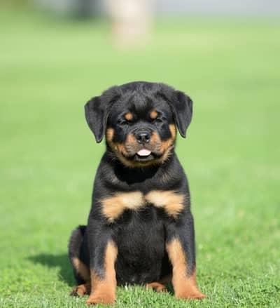 Rottweiler Puppy | Rottweiler Dog Puppies for sale