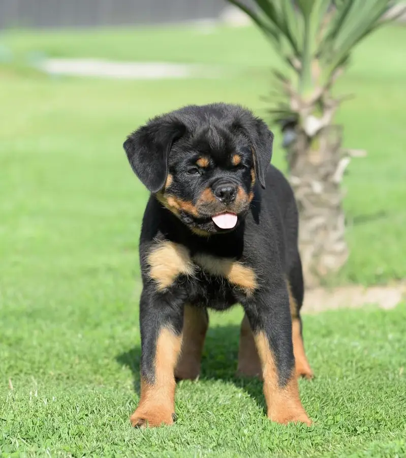 Rottweiler Puppy | Rottweiler Dog Puppies for sale — photo 2