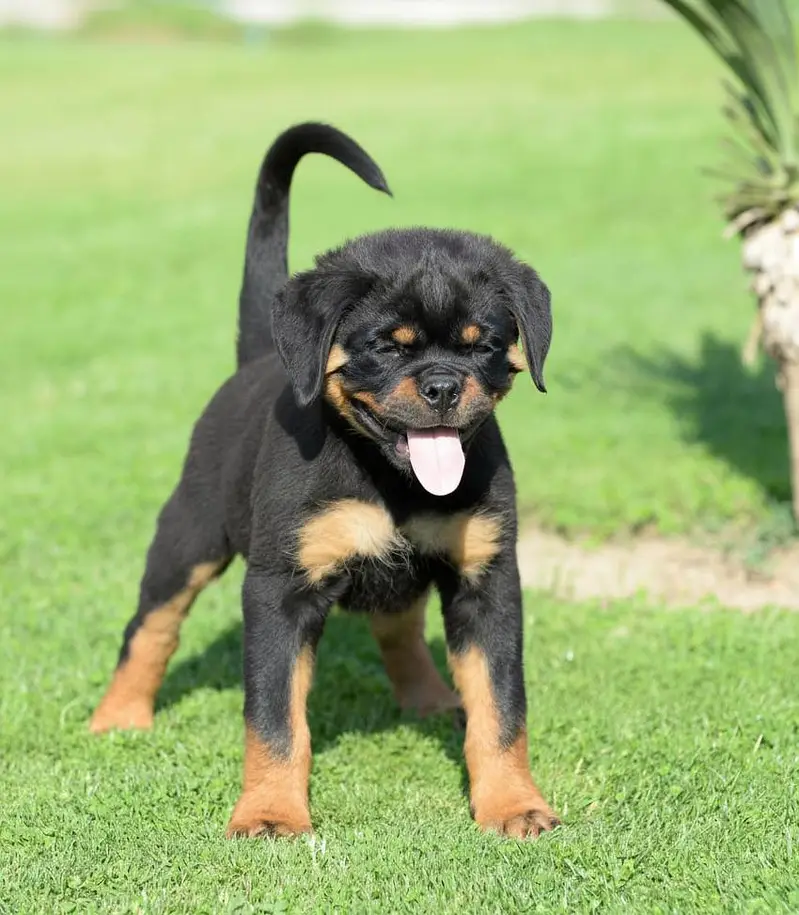 Rottweiler Puppy | Rottweiler Dog Puppies for sale — photo 3