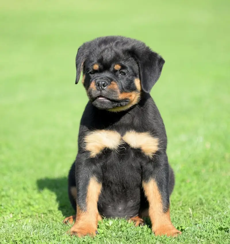 Rottweiler Puppy | Rottweiler Dog Puppies for sale — photo 4