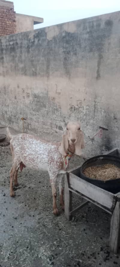 Makhicheni 6dant goat