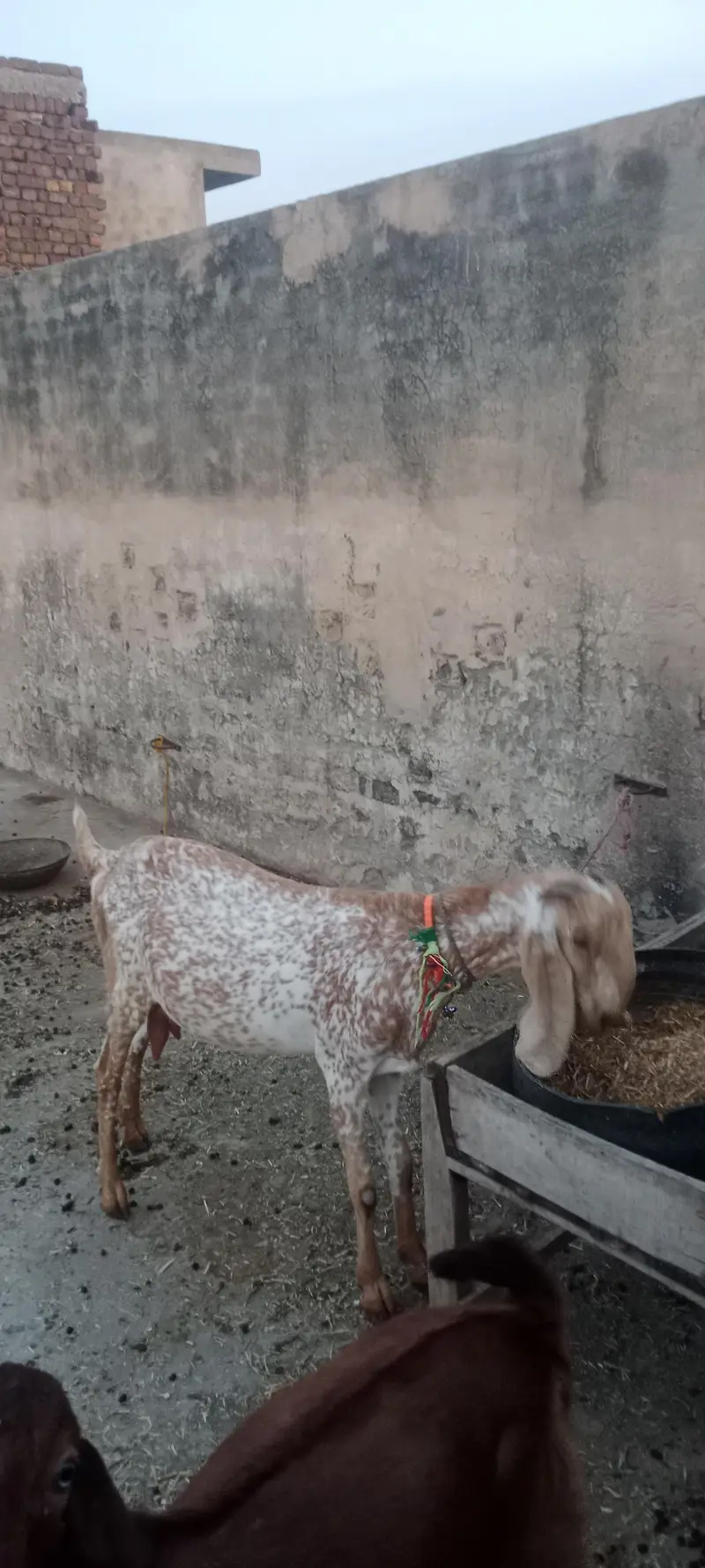 Makhicheni 6dant goat — photo 2
