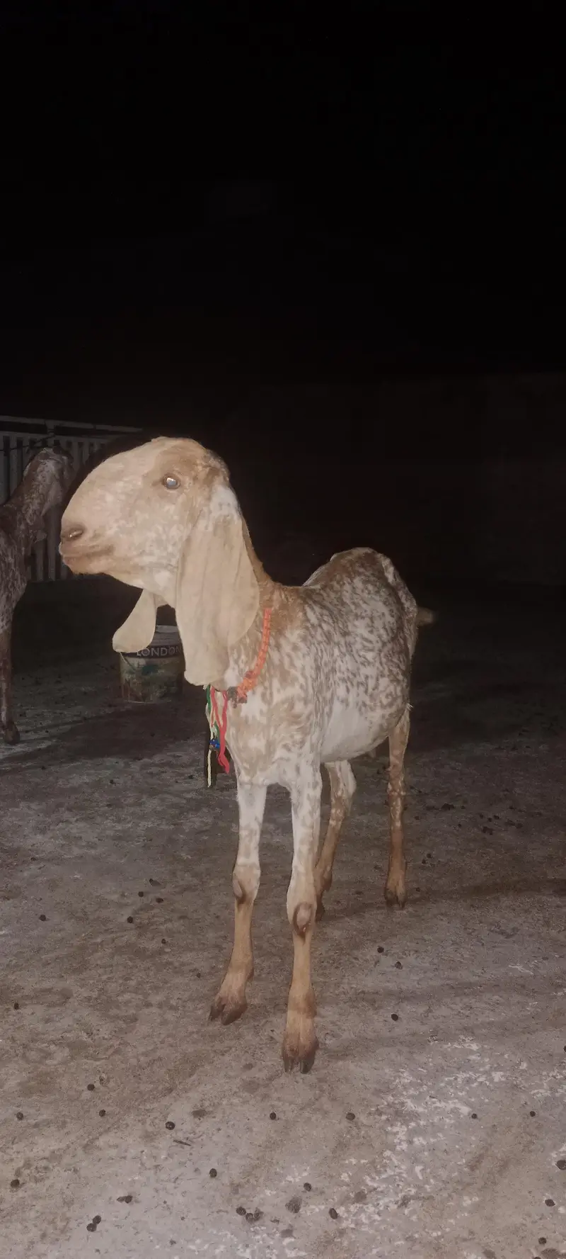 Makhicheni 6dant goat — photo 3