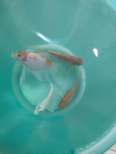 Fish for urgent adoption