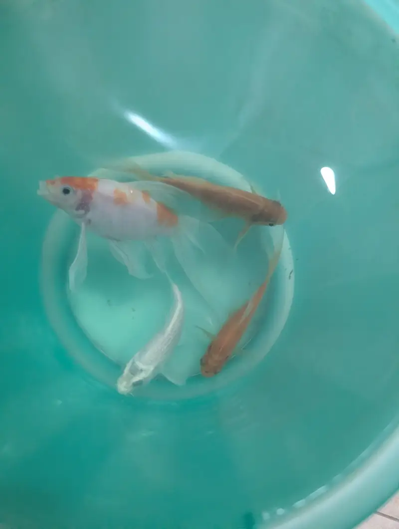 Fish for urgent adoption
