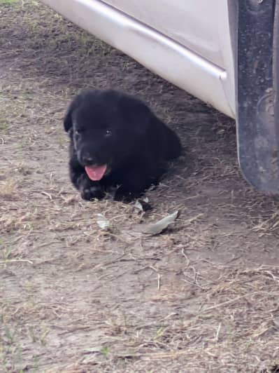 Black German shepherd puppy