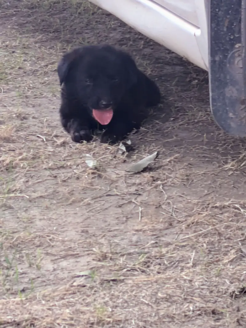 Black German shepherd puppy — photo 2