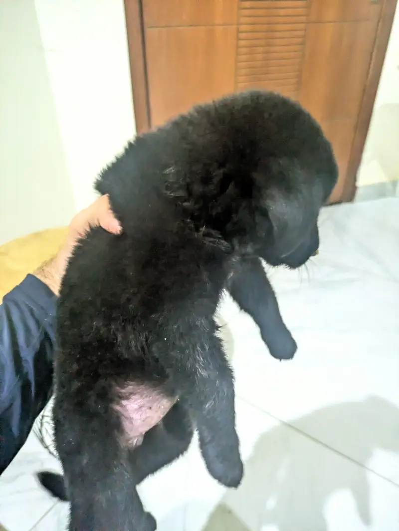 Black German shepherd puppy — photo 3