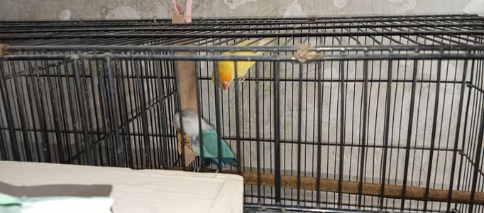 albino possible blue 2 breeder pair looking for new shelter