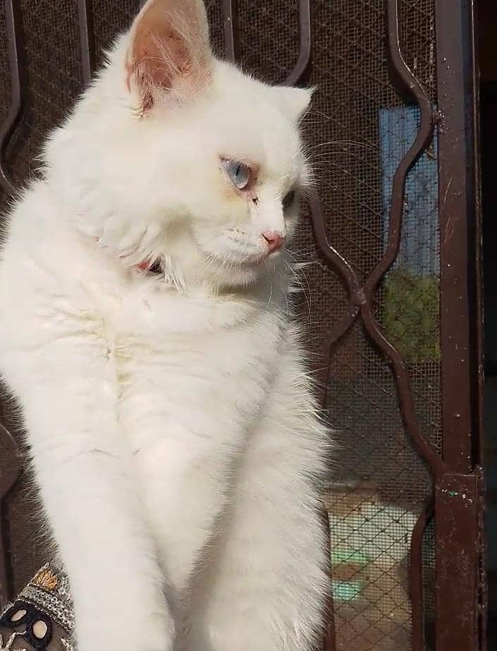 Persian cat 0