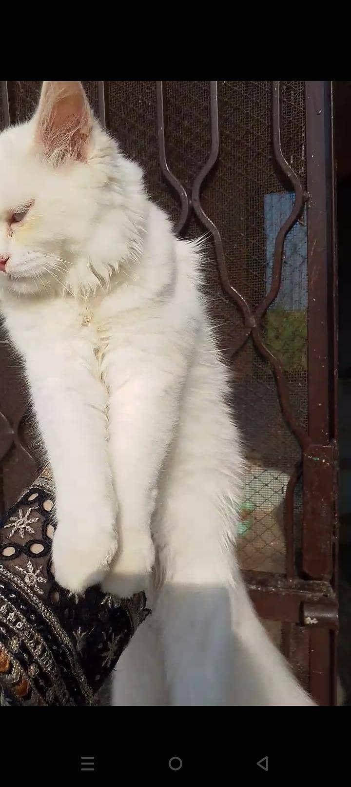 Persian cat 1