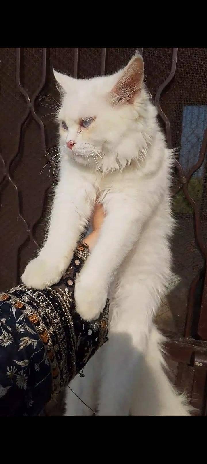 Persian cat 2