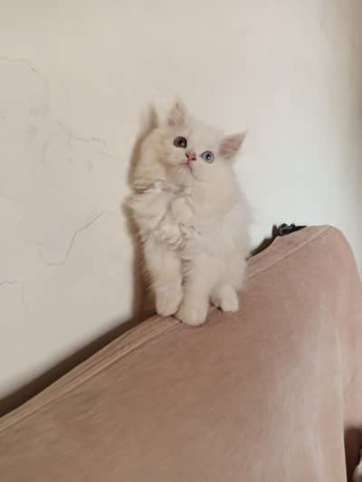 Persian Odd Eyes Triple Coated Punch Face Kitten for Sale