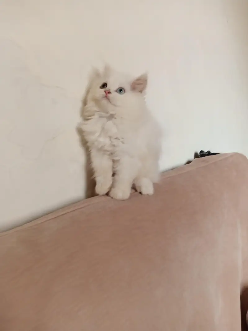 Persian Odd Eyes Triple Coated Punch Face Kitten for Sale — photo 4