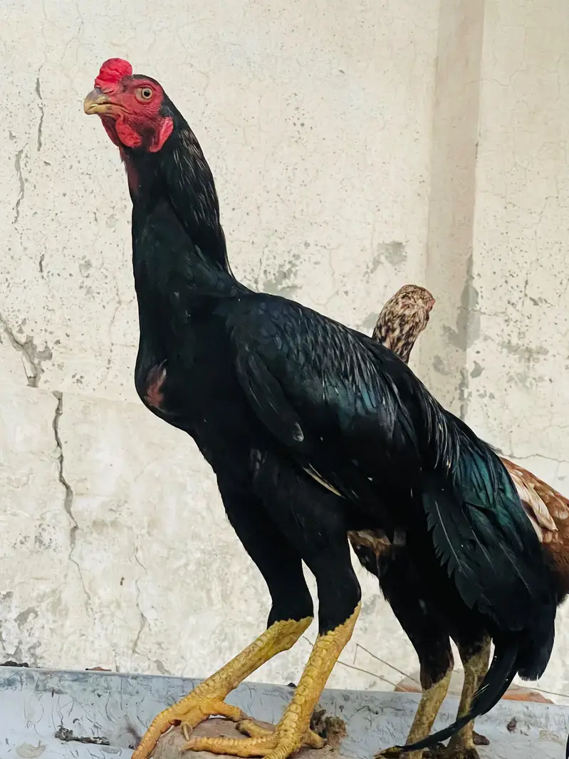 Jawa Aseel patha — photo 2