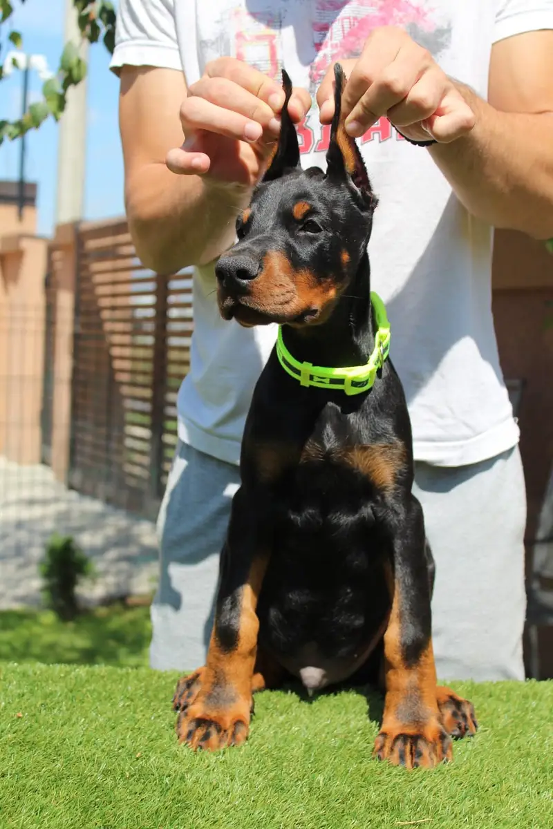 American Doberman puppies | Doberman Puppy | Dog for sale — photo 2