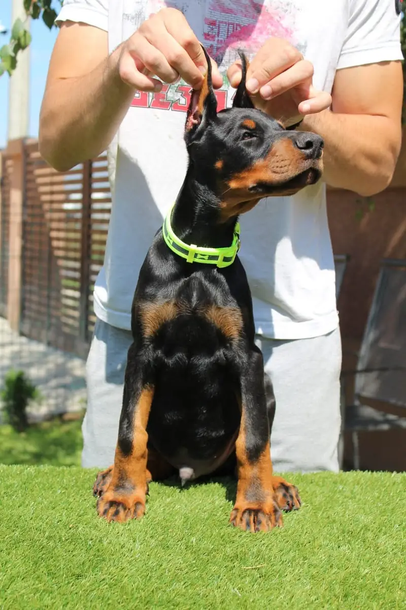 American Doberman puppies | Doberman Puppy | Dog for sale — photo 5