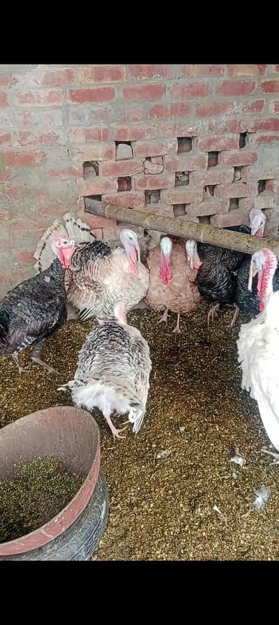 turkey birds