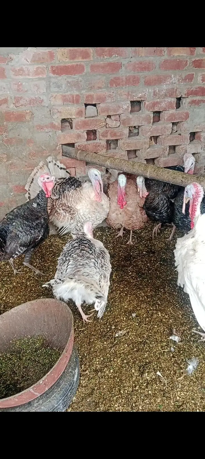 turkey birds