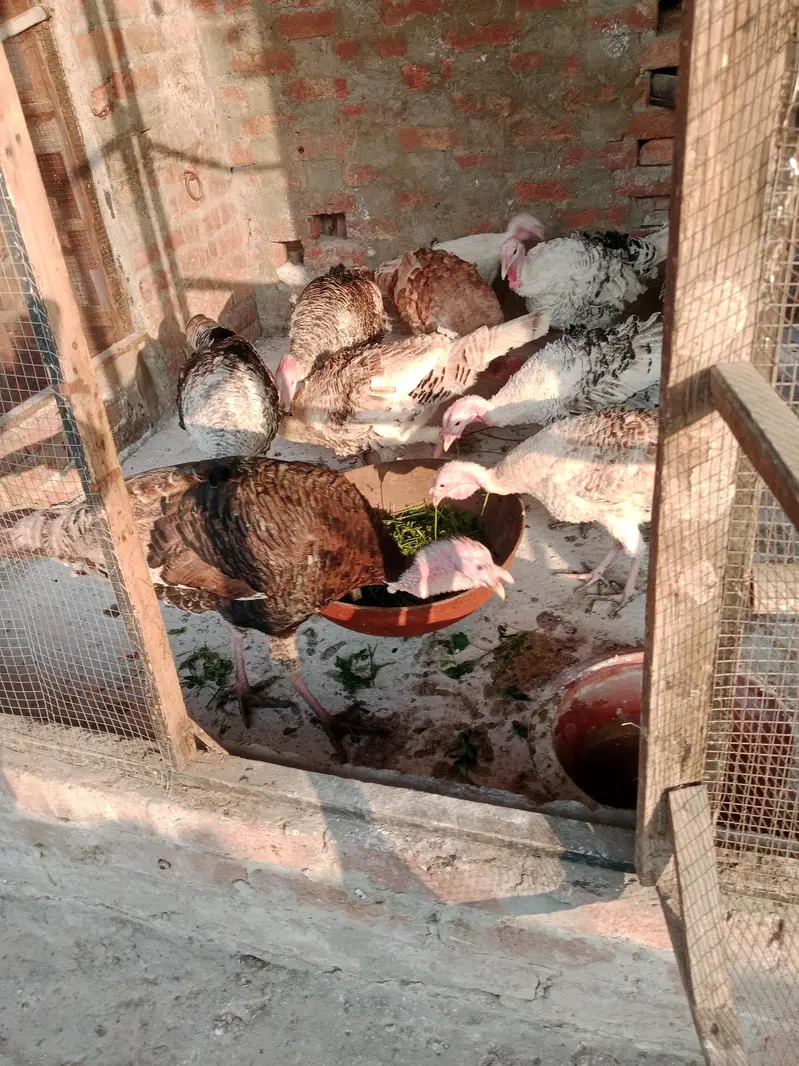 turkey birds — photo 2