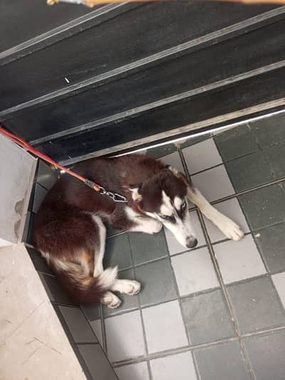 Female Husky For Sale