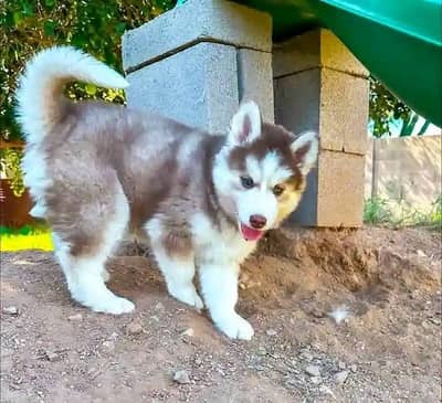 Siberian Husky For Sale Huskies puppies 0370+3659+859