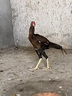 Sirf Lana wala rabata karre — photo 3