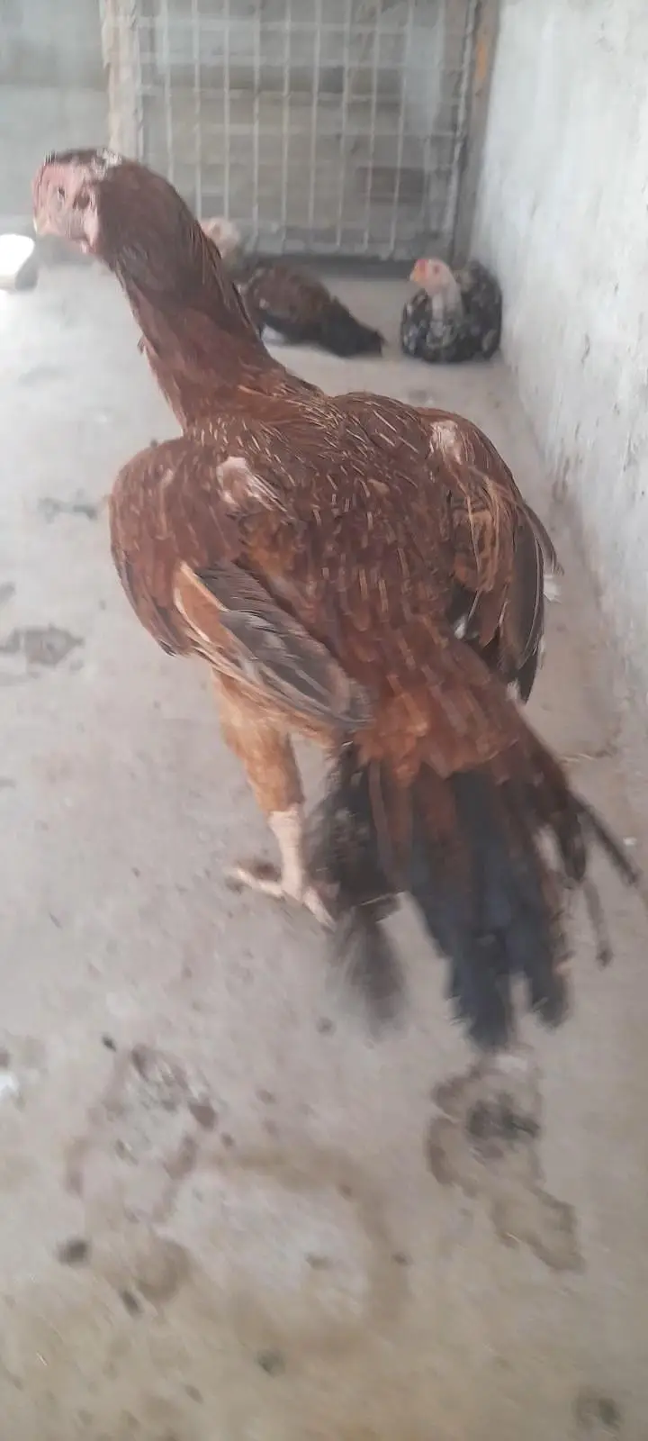 parrot beak — photo 3