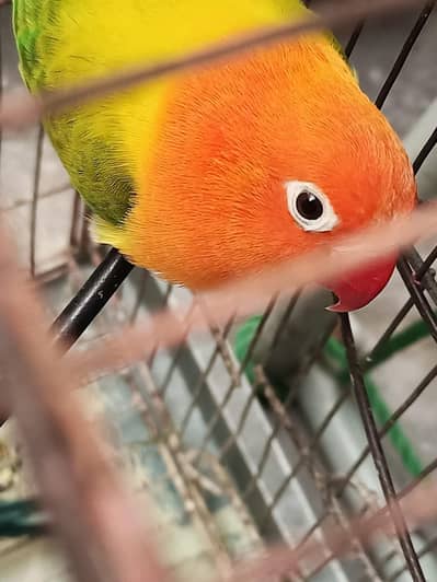 love bird