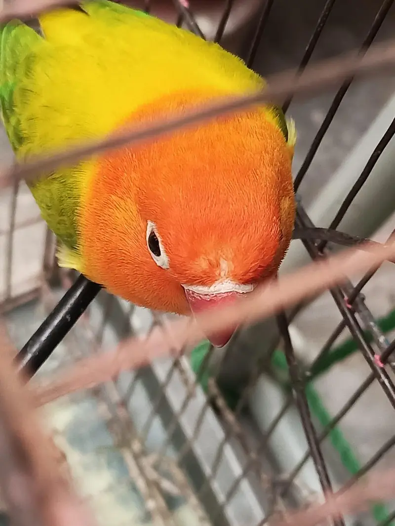 love bird — photo 2