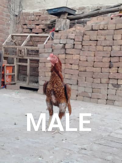 ASEEL CHICKS AVAILABLE