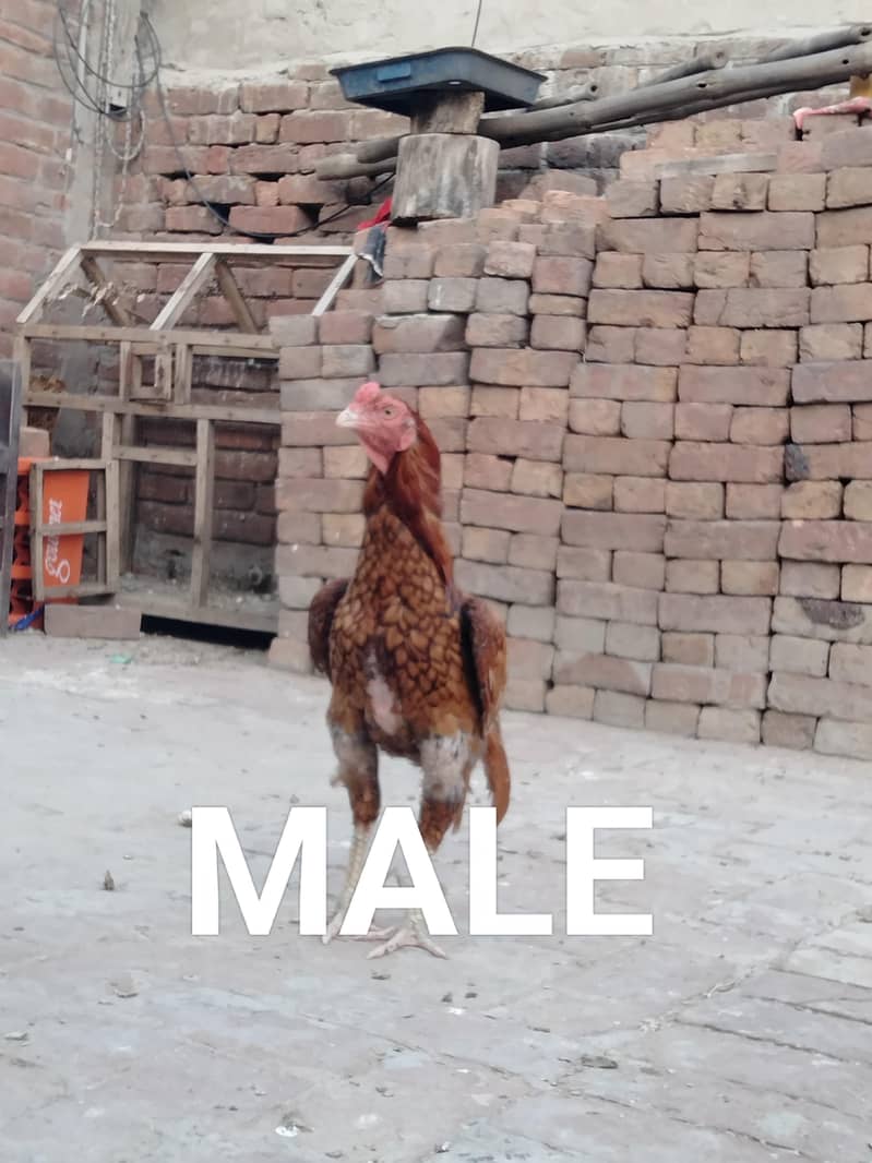 ASEEL CHICKS AVAILABLE 0