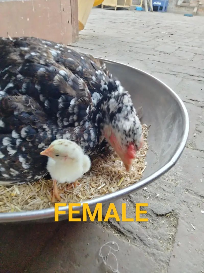 ASEEL CHICKS AVAILABLE — photo 2