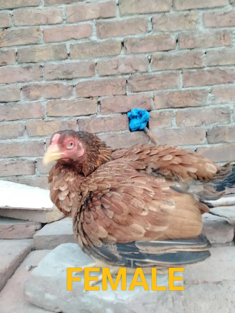 ASEEL CHICKS AVAILABLE — photo 3