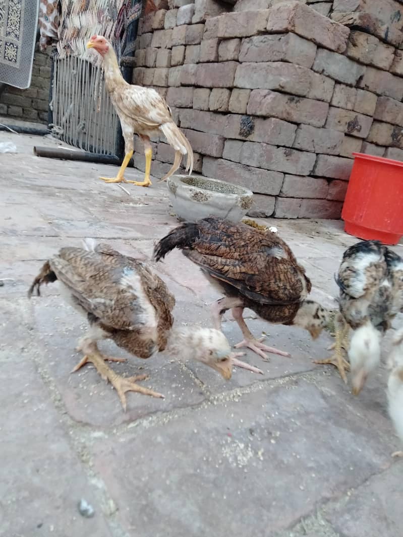 ASEEL CHICKS AVAILABLE 3