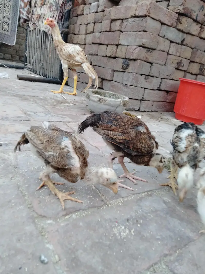 ASEEL CHICKS AVAILABLE — photo 4