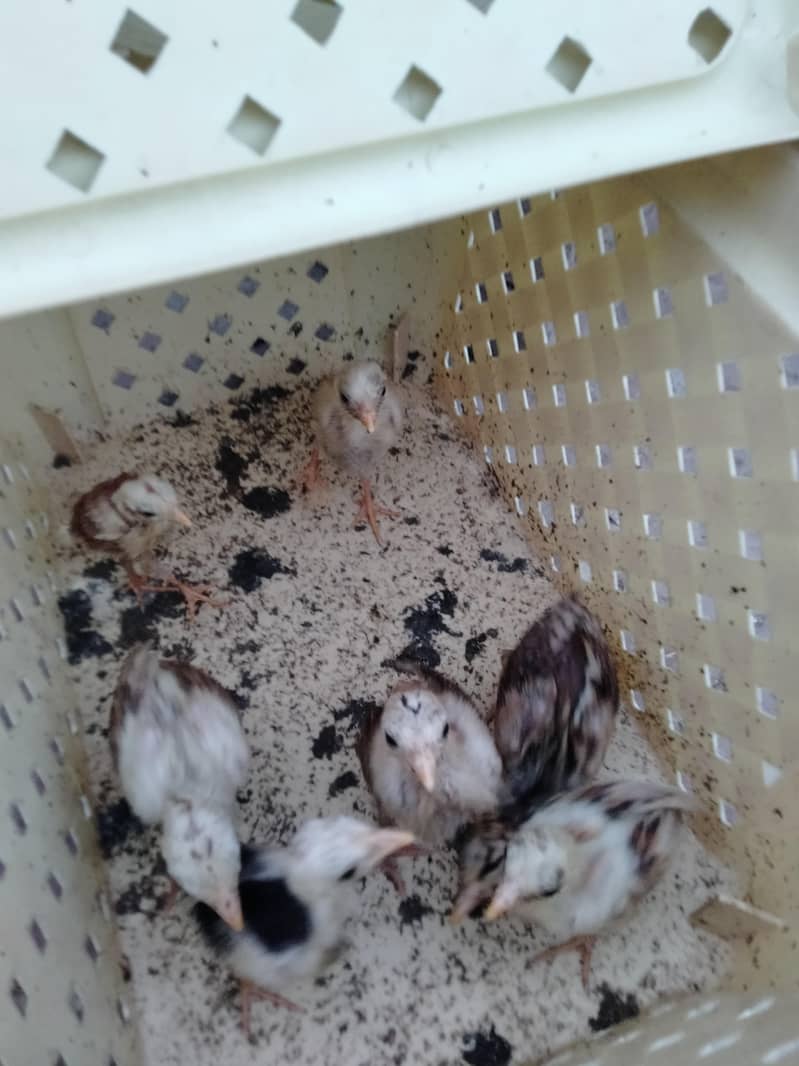 ASEEL CHICKS AVAILABLE 4