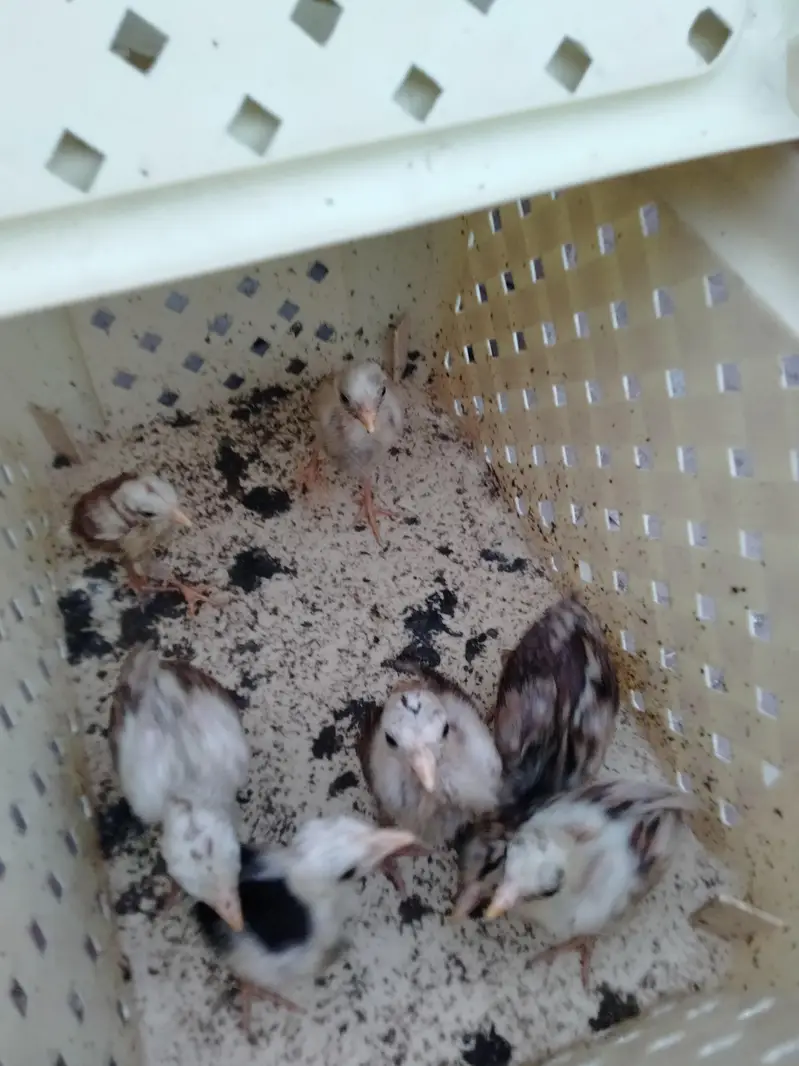 ASEEL CHICKS AVAILABLE — photo 5