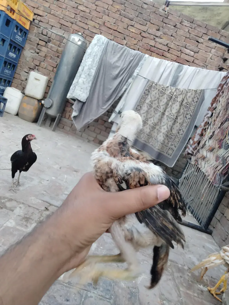 ASEEL CHICKS AVAILABLE — photo 6