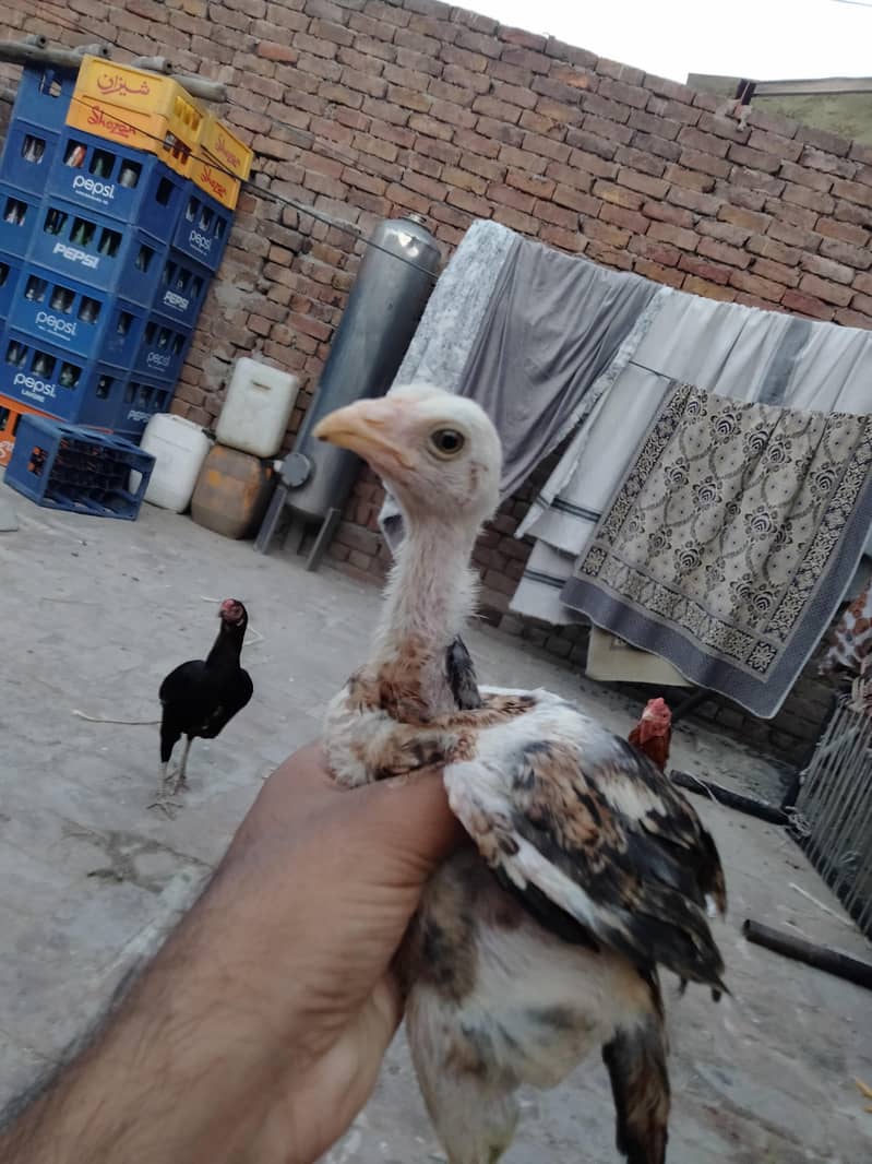 ASEEL CHICKS AVAILABLE 6