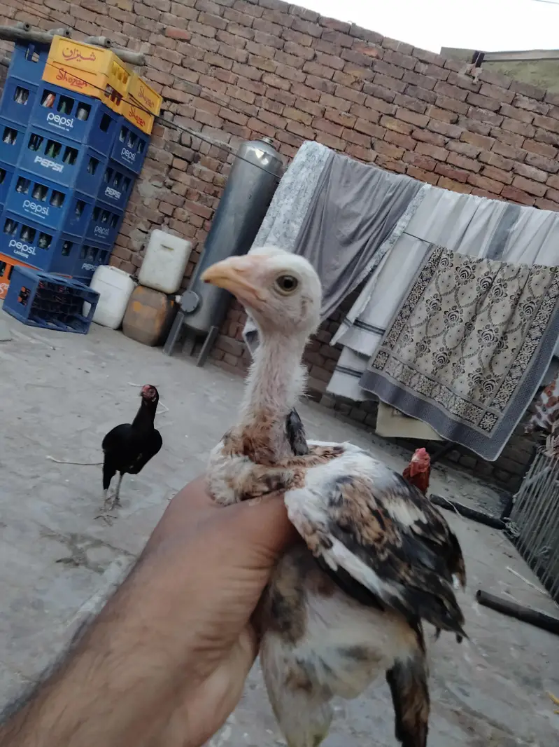 ASEEL CHICKS AVAILABLE — photo 7