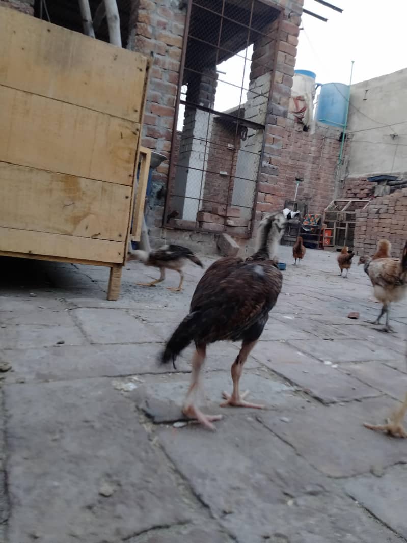 ASEEL CHICKS AVAILABLE 7