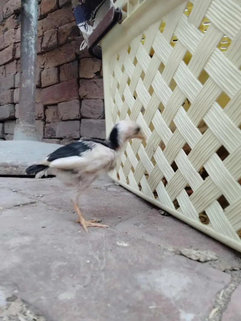 ASEEL CHICKS AVAILABLE — photo 9