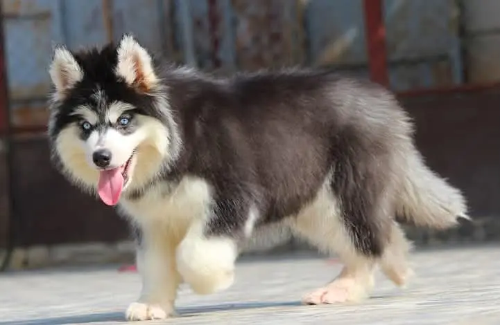 Siberian Husky | Wolly Coat Husky Puppy | Blue Eyes Husky | Husky Pupy — photo 2