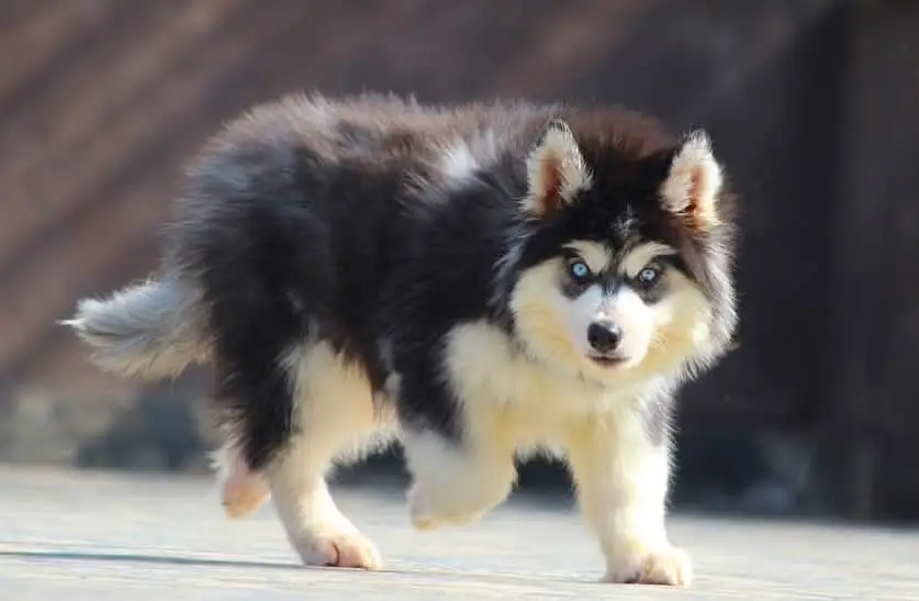 Siberian Husky | Wolly Coat Husky Puppy | Blue Eyes Husky | Husky Pupy — photo 4