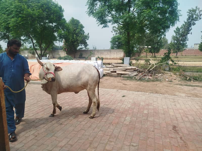 Doodh wali Cow aur Cholistani Wacchee 0