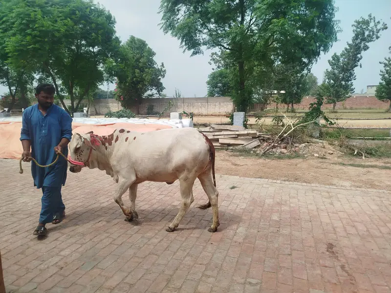 Doodh wali Cow aur Cholistani Wacchee — photo 2