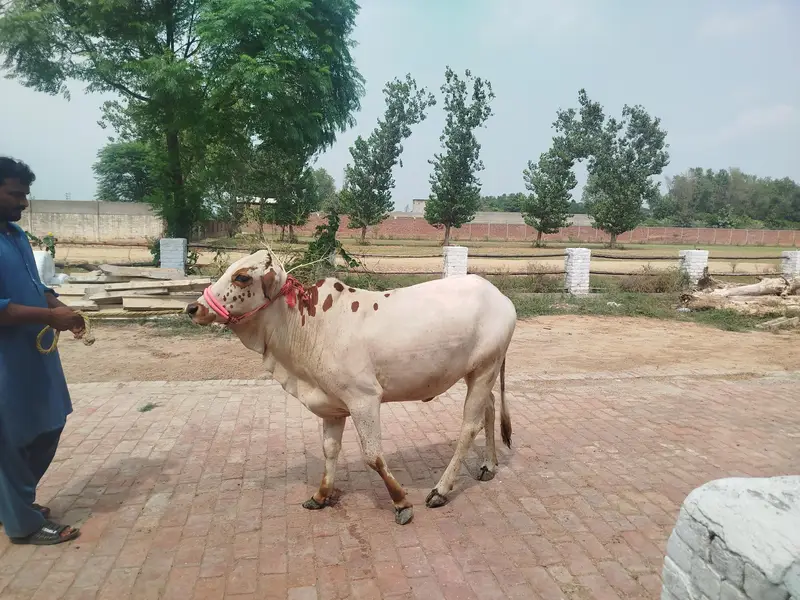 Doodh wali Cow aur Cholistani Wacchee — photo 3